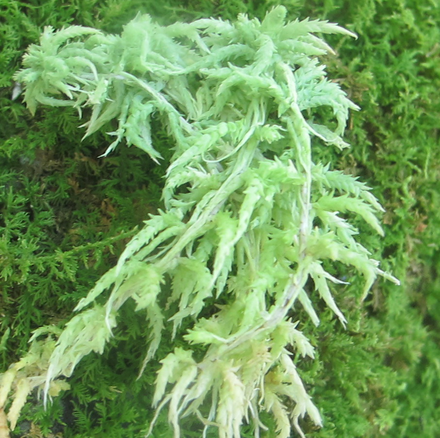 download sphagnum moss