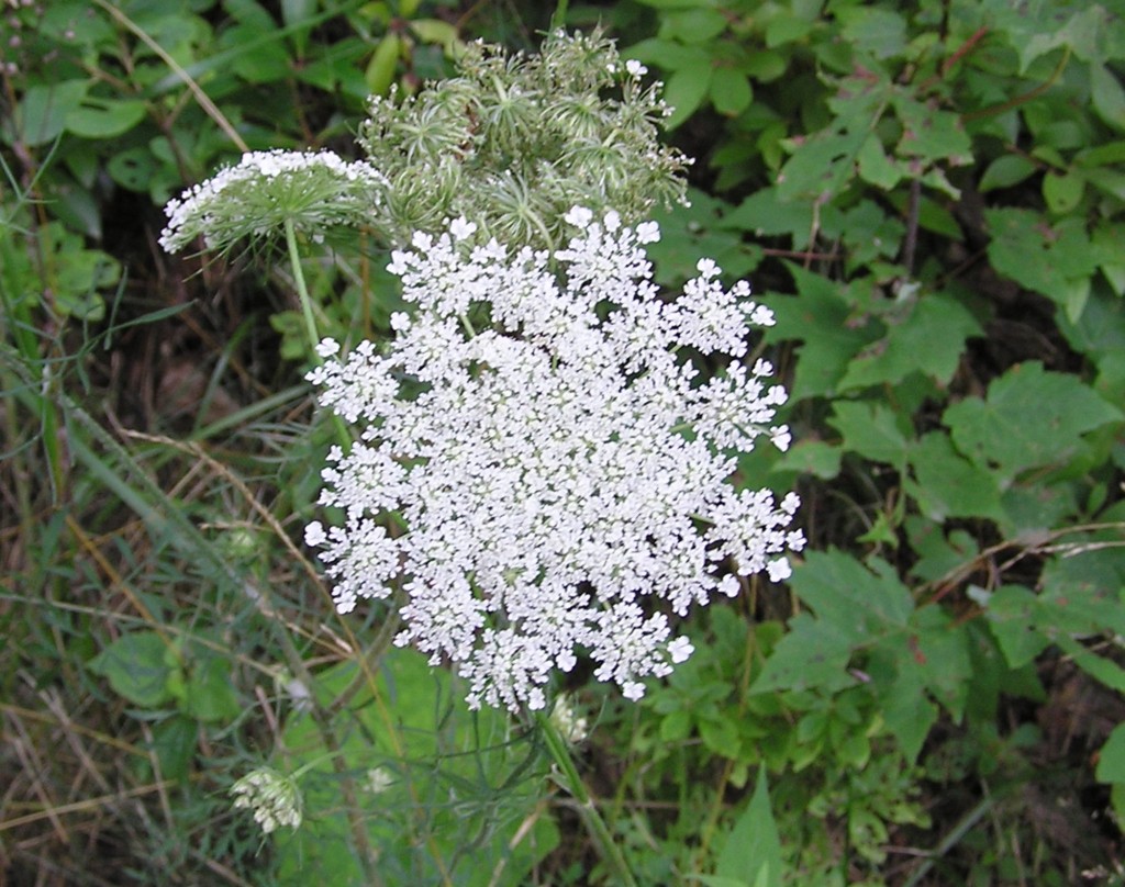 Queen Anne's Lace – Hiker's Notebook