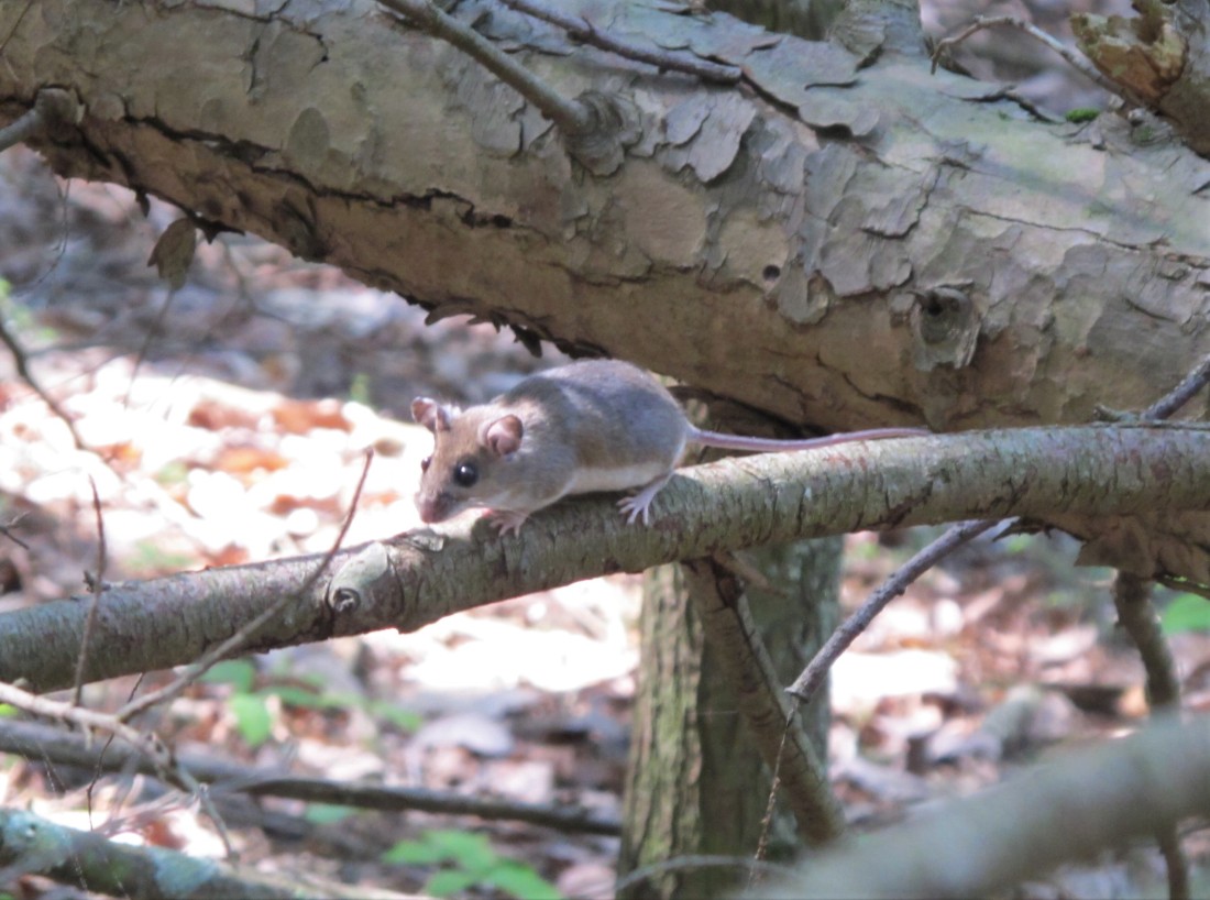 White-footed mouse Sleepy Creek WV 150524